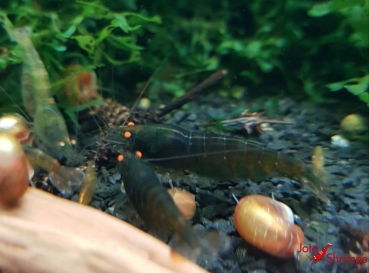 Preview: Amber Shrimps OE